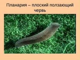 Презентация - Животные маленькие и большие для 3 класса (20 слайдов)
