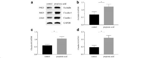 Western Blots Of Occludin Claudin 8 And Claudin 1 In The Proximal