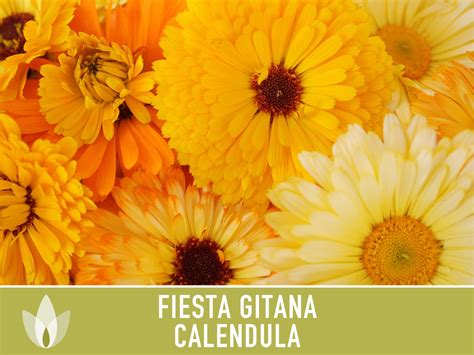 Calendula Officinalis Fiesta Gitana Heirloom Seeds Flower - Etsy