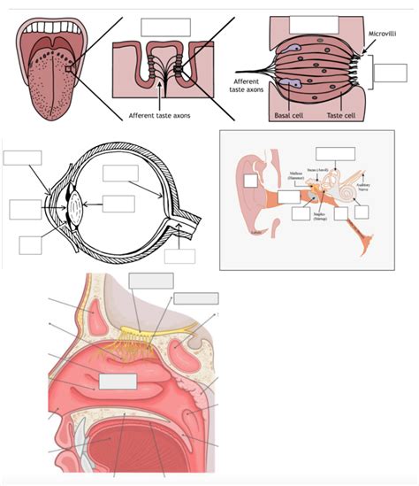 The Senses And Nervous System Diagram Quizlet