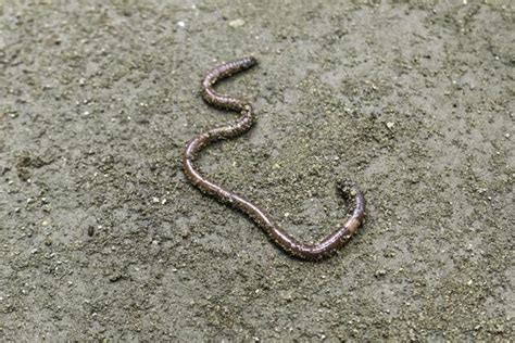 Earth Worm Stock Photos, Images and Backgrounds for Free Download