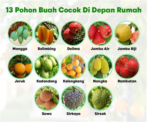 13 Pohon Buah Yang Cocok Di Depan Rumah Cara Menanamnya