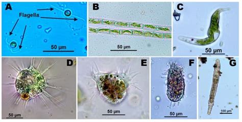 Extremely Acidic Eukaryotic Micro Organisms Encyclopedia MDPI