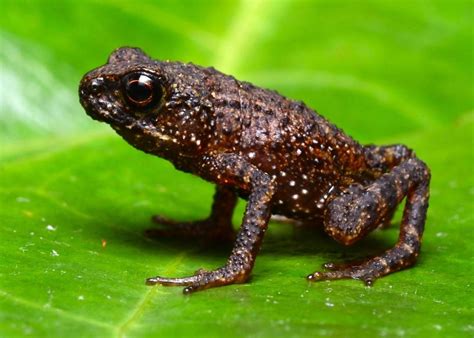 QuickCheck: Has a toad species been rediscovered in Sabah? | The Star