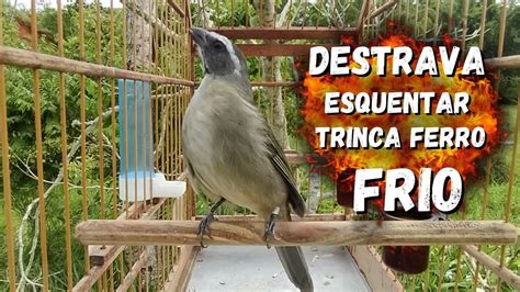 Esquentar Trinca Ferro Frio O Melhor V Deo Para Esquentar Trinca Ferro