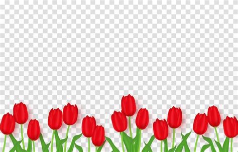 Vector Realistische Tulpen Png Rode Tulpen Png Feestelijke Banner Met