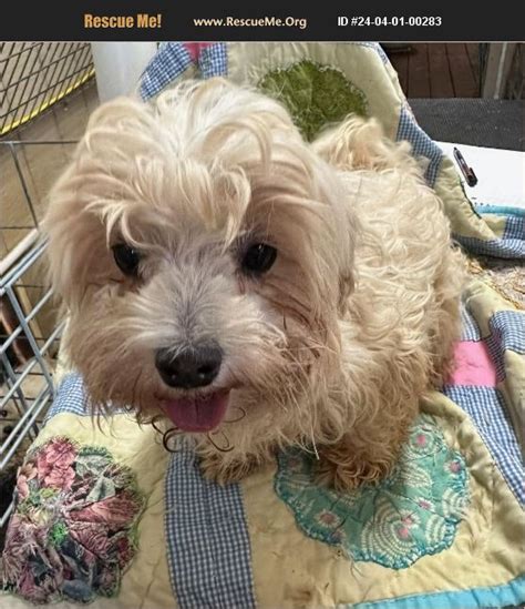 Adopt Maltese Rescue Liberty Hill Tx