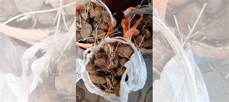 Семенной картофель купить в Томске | Товары для дома и дачи | Авито