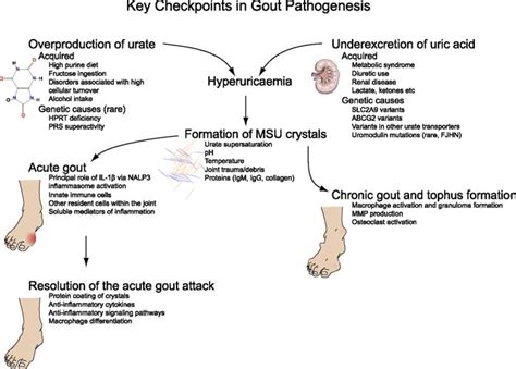 Gout Pathophysiology Wikidoc