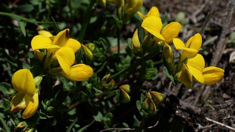 Lotus Alpinus Alpine Bird S Foot Trefoil The Alpine Flora Of