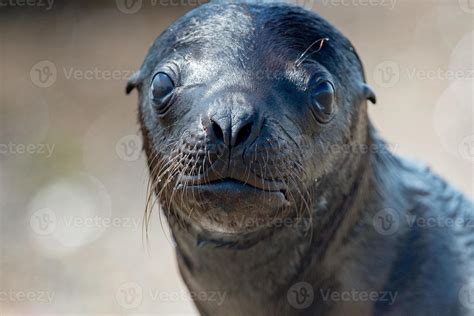 baby newborn sea lion on the beach 12208110 Stock Photo at Vecteezy