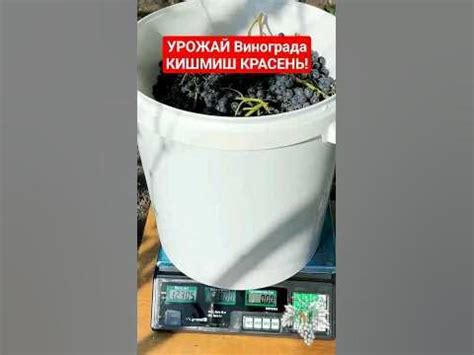 УРОЖАЙ Винограда КИШМИШ КРАСЕНЬ! #виноград #урожайвинограда # ...