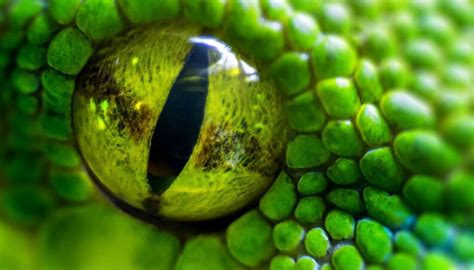 Rara cobra de três olhos é encontrada na Austrália fotos do animal