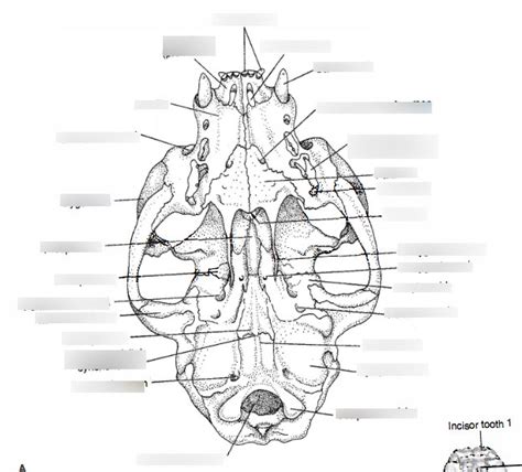 Cat Skull Ventral View Diagram Quizlet