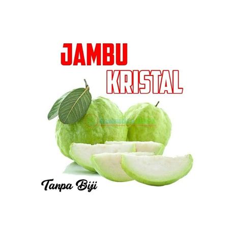 Jual Bibit Jambu Kristal Berbunga Shopee Indonesia