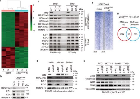 Nuclear p85β stabilizes EZH1 EZH2 and enhances H3K27me3 to regulate