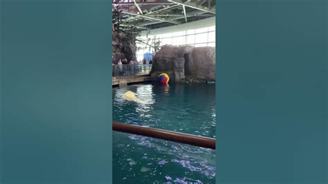 Beluga Whales At Shedd Aquarium Chicago Youtube