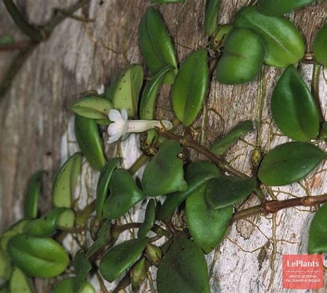 Кодонанта густолистная (Codonanthe crassifolia) — описание, выращивание ...