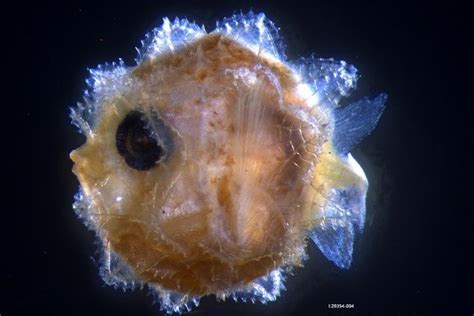 Development of the eggs and larvae of the slender mola, Ranzania laevis ...