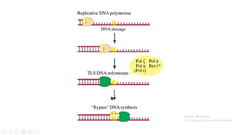 polimerasa translesión polymerase DNA replication mutation mutación