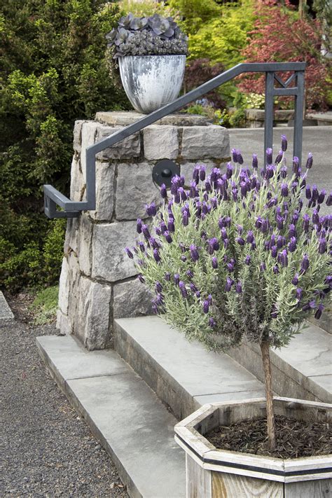 Anouk Spanish Lavender, Lavandula stoechas 'Anouk' PP #16,685