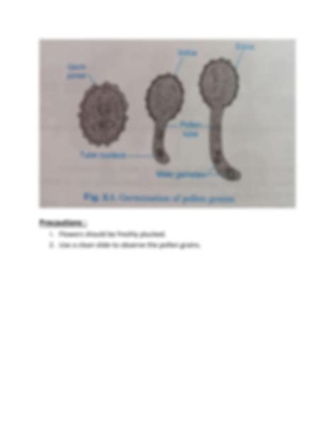 SOLUTION: Experiment : Study of Pollen Germination - Studypool