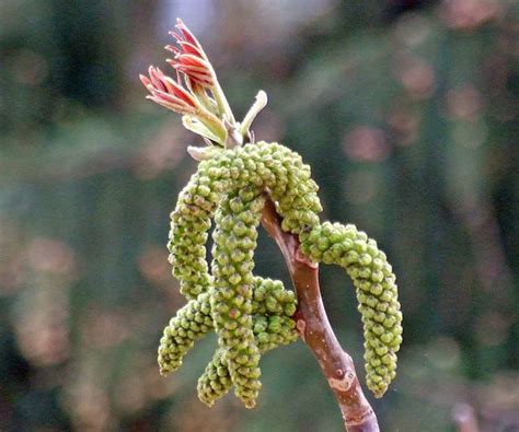 Juglans regia - EUFORGEN European forest genetic resources programme