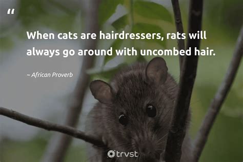 23 Rat Quotes About The Misunderstood Rodents