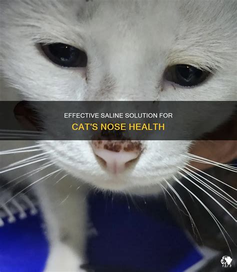 Effective Saline Solution For Cat S Nose Health Petshun