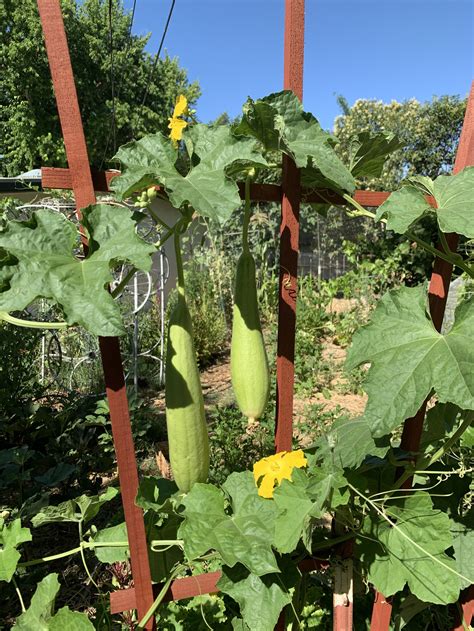 Growing Gourds — Kula Nursery