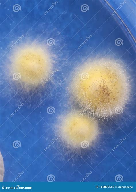 Colônias De Aspergillus Niger Em Meio De ágar Dextrose Saboraud Imagem