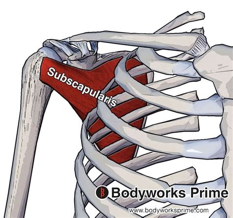 Teres Minor Muscle Flashcards Bodyworks Prime