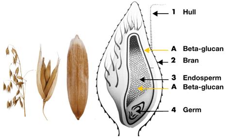 Bio Grain Features