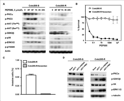 ET 1 Expression Correlates With Resistance To PKC Inhibitors MRNA