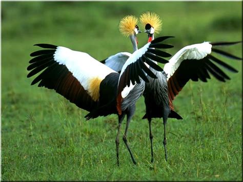 БРАЧНЫЕ ТАНЦЫ ПТИЦ. Обсуждение на LiveInternet - Российский Сервис ...