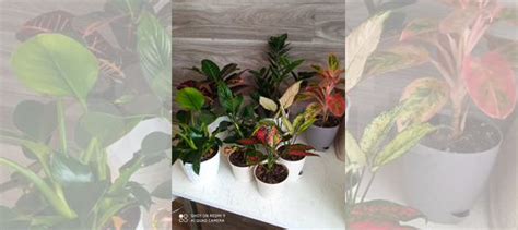 Комнатные растения купить в Тольятти | Товары для дома и дачи | Авито