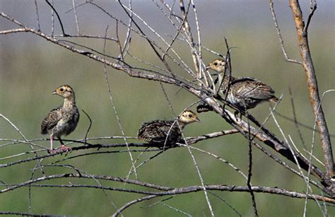 Ring-necked Pheasant (Phasianus colchicus)