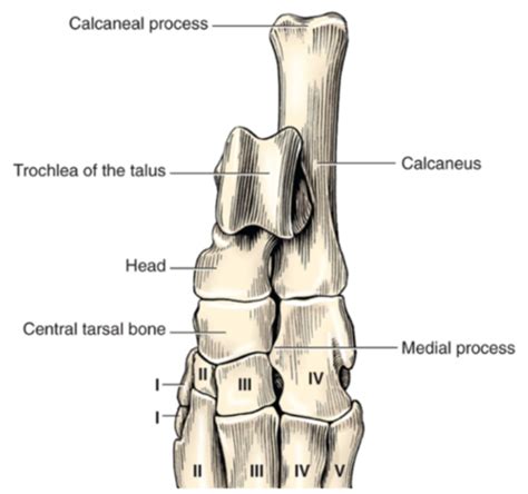 Chapter 64 - Tarsus and Metatarsus Flashcards | Quizlet
