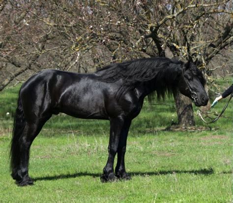 Фризская - фотографии - equestrian.ru