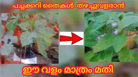 പച്ചക്കറി തൈകൾ തഴച്ചുവളരാൻ ഈ വളം മാത്രം മതി Youtube