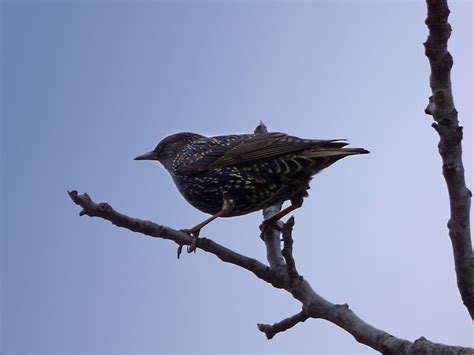 Bildet Natur Gren Vinter Fugl Vinge Se Opp Dyreliv Fauna