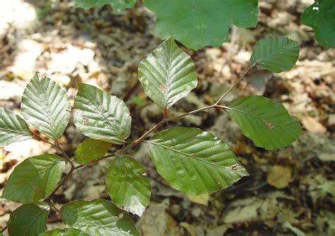 European Beech Tree Leaves | Hot Sex Picture