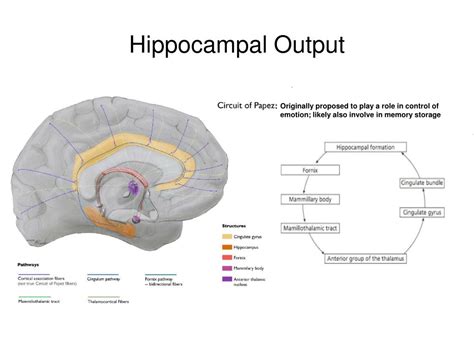 Ppt Introduction To The Hippocampus Powerpoint Presentation Free