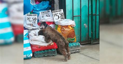 Hombre Se Apiada Y Deja Que Perro Sin Hogar Coma Las Croquetas Que