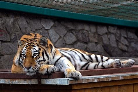 Leningrad Zoo In St Petersburg Is The Oldest Zoo In Russia