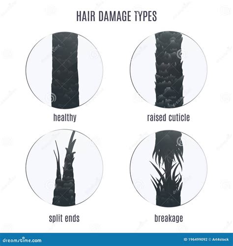 Hair Damage Types Set Under The Microscope Stock Vector Illustration