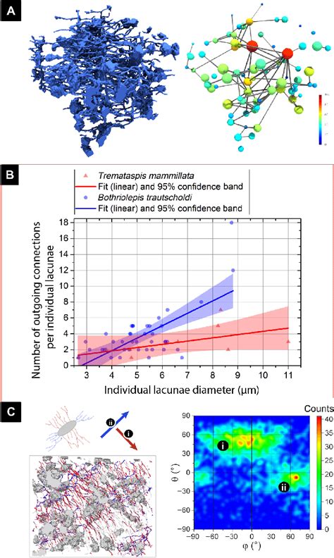 Analysis of osteocyte lacunae size in relation to canalicular number... | Download Scientific ...