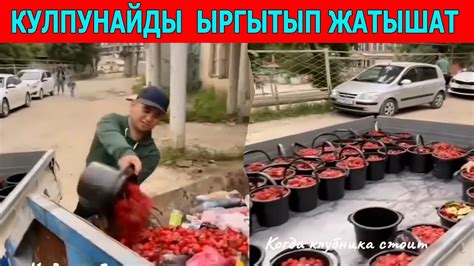 КУЛПУНАЙДЫ БЕКЕР ТАРКАТЫП, МУСУРГА ТӨГҮП..... - YouTube