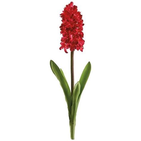 red hyacinth