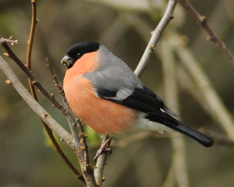 Bullfinch Birdwatch Ireland